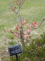 20150419ハナミズキ (13)_R