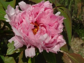 20150413ボタン (2)