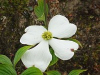 20150419ハナミズキ (14)_R