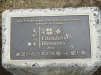 20150419ハナミズキ (3)_R