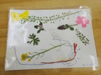 20150416草花で絵はがき＆しおり作り (16)_R