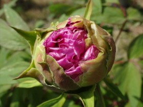 20150413ボタン (1)