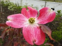 20150419ハナミズキ (6)_R