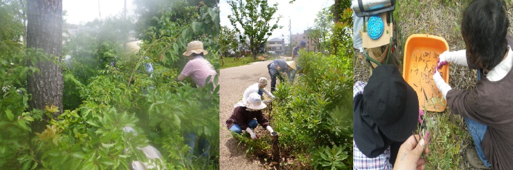 いのちの森の活動