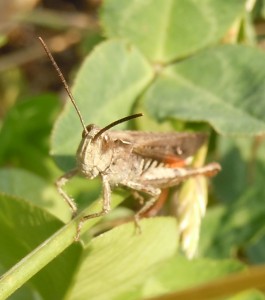 ヒナバッタ (3)修正