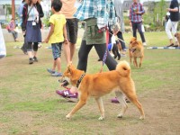 20150524わんこイベント (21)c_R