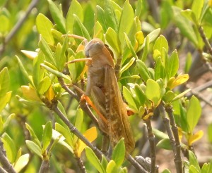 トノサマバッタ (1)修正