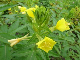 20150706 オオマツヨイグサ (サンクチュアリ上のベンチ) (4)_R