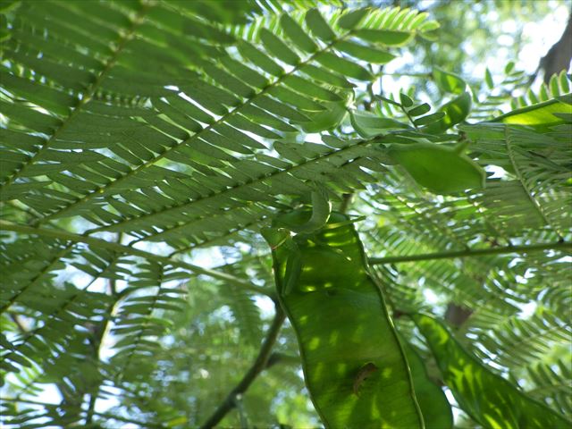 ネムノキとハラビロカマキリこども
