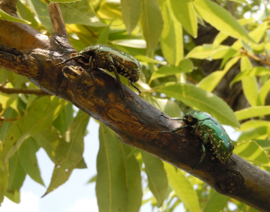 20150803 シロテンハナムグリ　サンクチュアリ