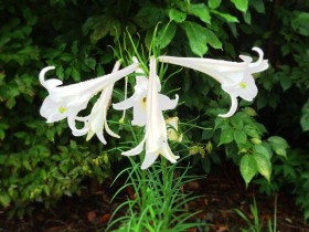 20150817タカサゴユリ加工_R