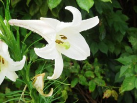 20150817タカサゴユリ2加工_R