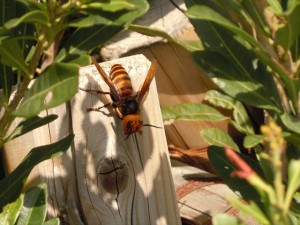 20151006オオスズメバチ 1期トイレ前_R