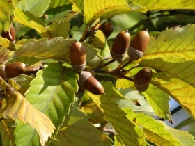 20151015コナラ (3)_R