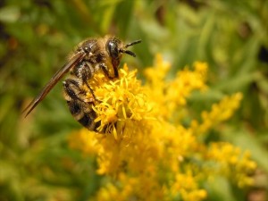 20151006ヒメハラナガツチバチ サンク_R