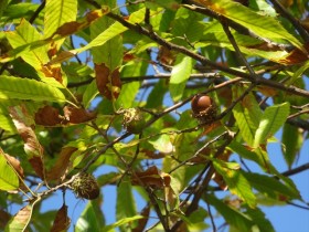 20151015クヌギ (3)_R