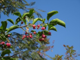 20151015マユミ (4)_R