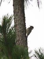 20151029コゲラ（富士見台近くの松） (3)
