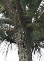 20151029コゲラ（富士見台近くの松） (5)