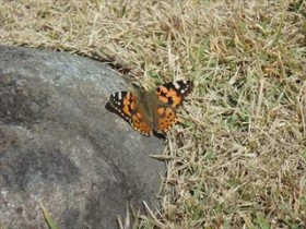 ヒメアカタテハ