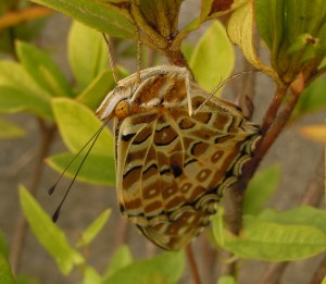 20151113ツマグロヒョウモン　富士見台周辺
