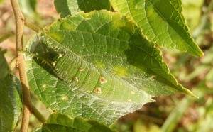 20151113アカボシゴマダラ　いのち