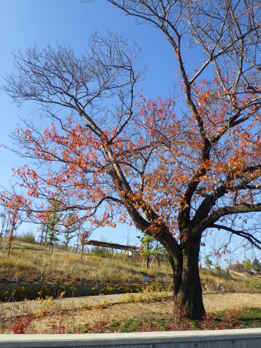 2015120HP見どころ01