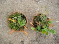 20160106七草がゆ (17)_R