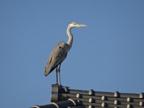 アオサギ(清水邸書院) (2)
