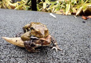 20160215ＨＰみどころ (1)_R