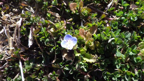 20160303オオイヌノフグリ　サンク (3)