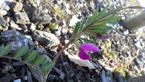 20160303カラスノエンドウ　いのち