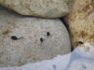 20160328オタマジャクシ(1)_R