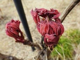 20160313　ボタン (1)_R