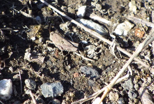 20160303 ハラヒシバッタ　いのち (3)