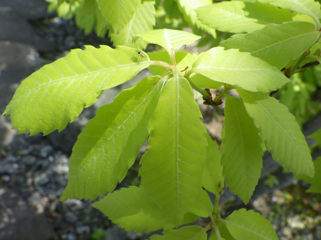 20160425 コナラ(若葉) (10)_c