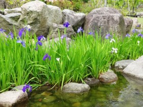 20160502カキツバタ（帰真園) (3)_R