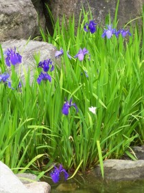 20160502カキツバタ(帰真園) (2)_R