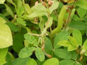 20160606ショウリョウバッタ いのち - コピー_R