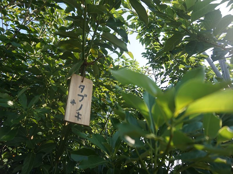 20160618みどりグループ公開活動「いのちの森をたのしもう!ふれあいデー」 (115)_R