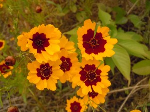 20160606ハルシャギク いのち_R