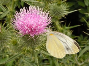 20160606モンシロチョウ いのち - コピー_R