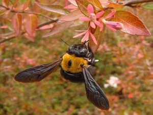 20160606クマバチ いのち - コピー_R