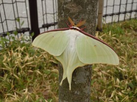 オオミズアオ　遊具 