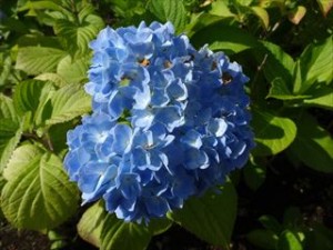 20160614アジサイ（ナチュモコガーデン脇スロープ） (7)_R