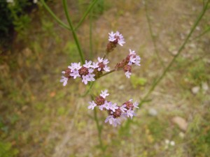 20160606アレチハナガサ いのち