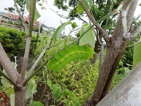 オオミズアオ幼虫