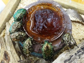 20160714シロテンハナムグリ(1階ふれあい休憩室)