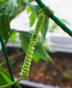 RIMG8089切り取り