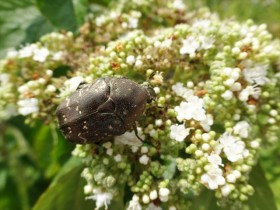 20150905 シロテンハナムグリ_R